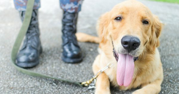 A New Partnership Between the Humane Society and VA